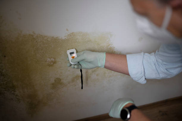 Best Mold Cleaning Services  in Kingstown, MD